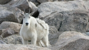 PICTURES/Mount Evans and The Highest Paved Road in N.A - Denver CO/t_Goat28.JPG